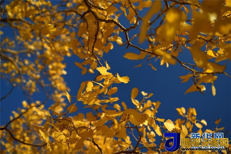 1507517933584672.jpg 9.jpg