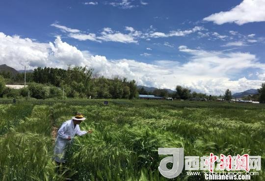 西藏與9家國家重點實驗室合力促青稞增產(chǎn)、牦牛育肥