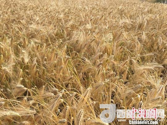 2017年西藏青稞種植面積達(dá)210多萬畝，占糧食播種面積的75%。圖為成熟期的青稞。　王玉林 攝