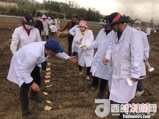 圖為研究員實地調(diào)研青稞生長土壤?！⊥跤窳?攝