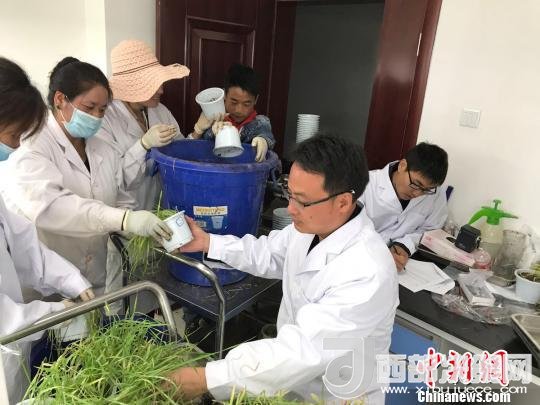 圖為研究員正在調(diào)查青稞感染白粉病情況?！⊥跤窳?攝