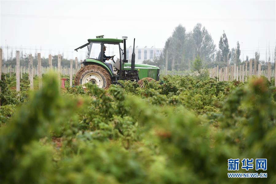 （壯麗70年·奮斗新時(shí)代——共和國發(fā)展成就巡禮·圖文互動(dòng)）（10）生態(tài)美、百姓富——品讀嶄新“寧夏畫卷”