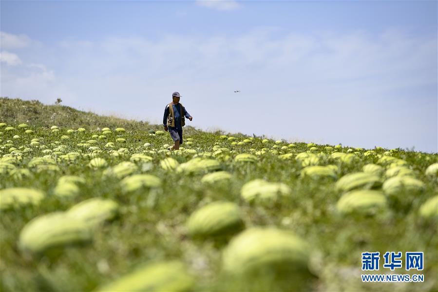 （壯麗70年·奮斗新時(shí)代——共和國發(fā)展成就巡禮·圖文互動(dòng)）（4）生態(tài)美、百姓富——品讀嶄新“寧夏畫卷”