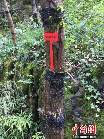 貴州同威生物科技有限公司鐵皮石斛種植?！≈軏?攝