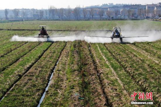 2月20日，南京湖熟街道現(xiàn)代農(nóng)業(yè)示范園區(qū)內(nèi)，工作人員駕駛自走式噴霧機(jī)給小麥噴灑除草劑。泱波 攝