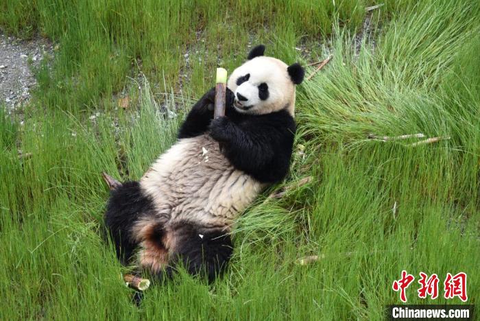 九寨溝熊貓園里的大熊貓?！【耪瘻峡h委宣傳部提供 攝